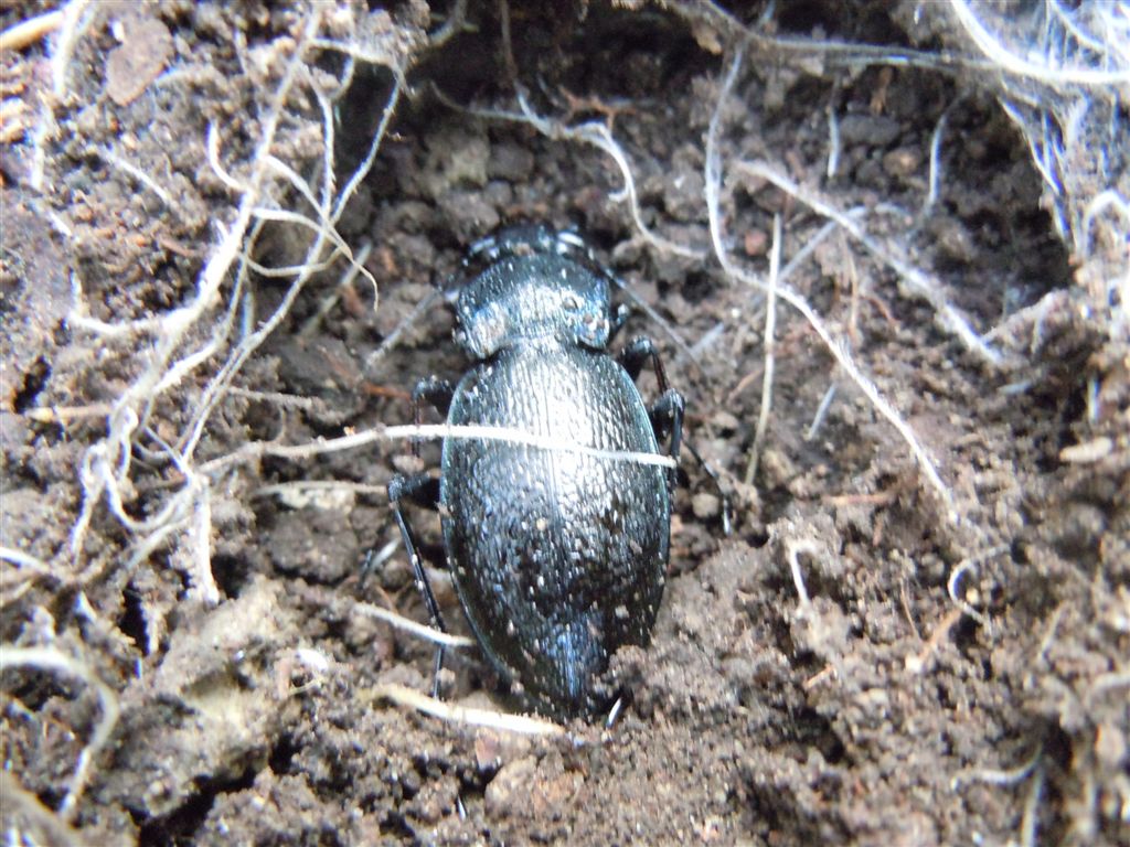 Carabus rossii